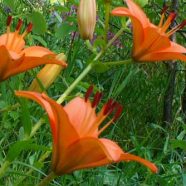 Mindfulness-Based Stress Reduction